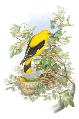 Volume II, plate 31 of Gould's The Birds of Great Britain: Eurasian Golden Oriole (Oriolus oriolus)