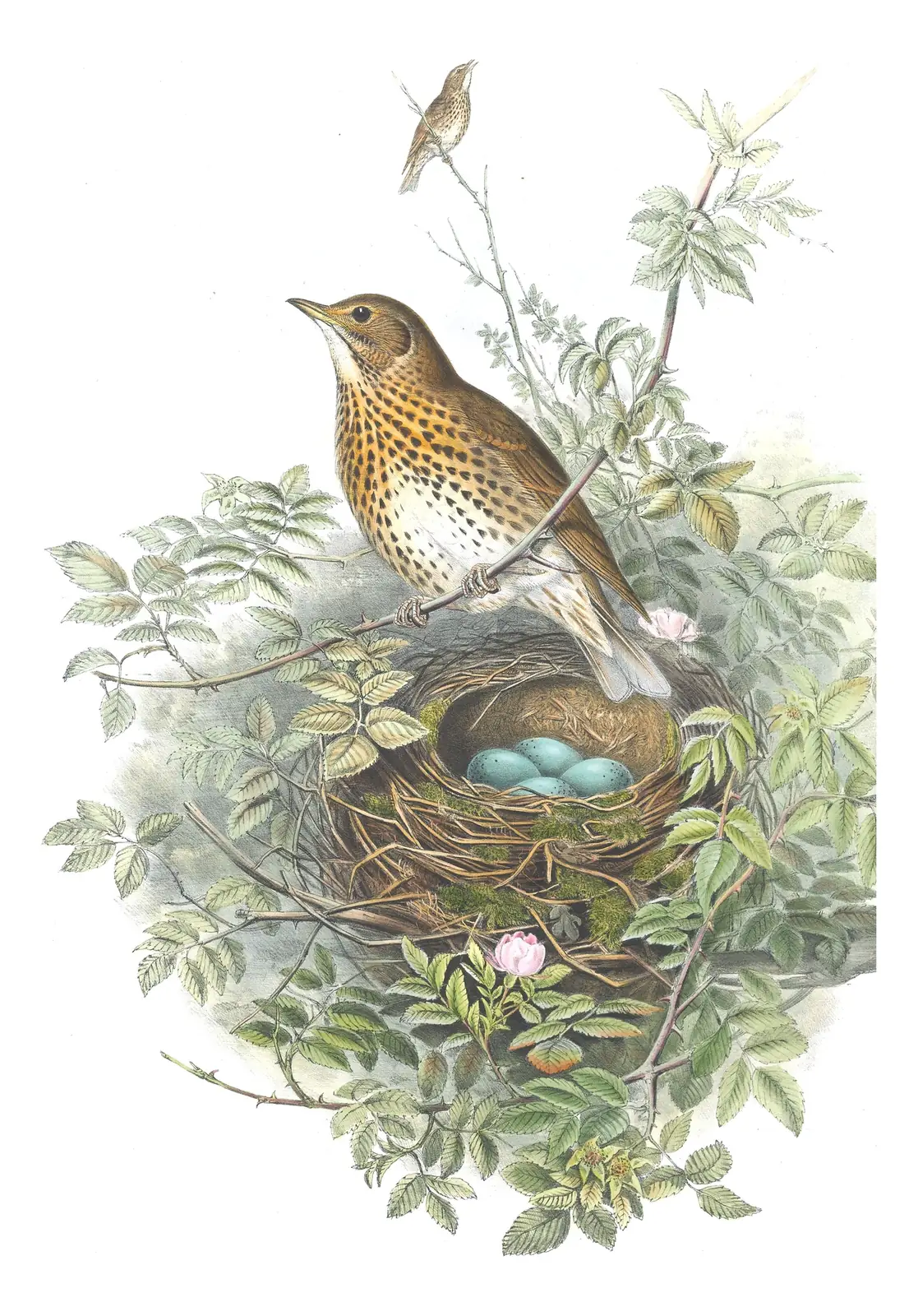 Volume II, plate 32 of Gould's The Birds of Great Britain: Song Thrush (Turdus philomelos)