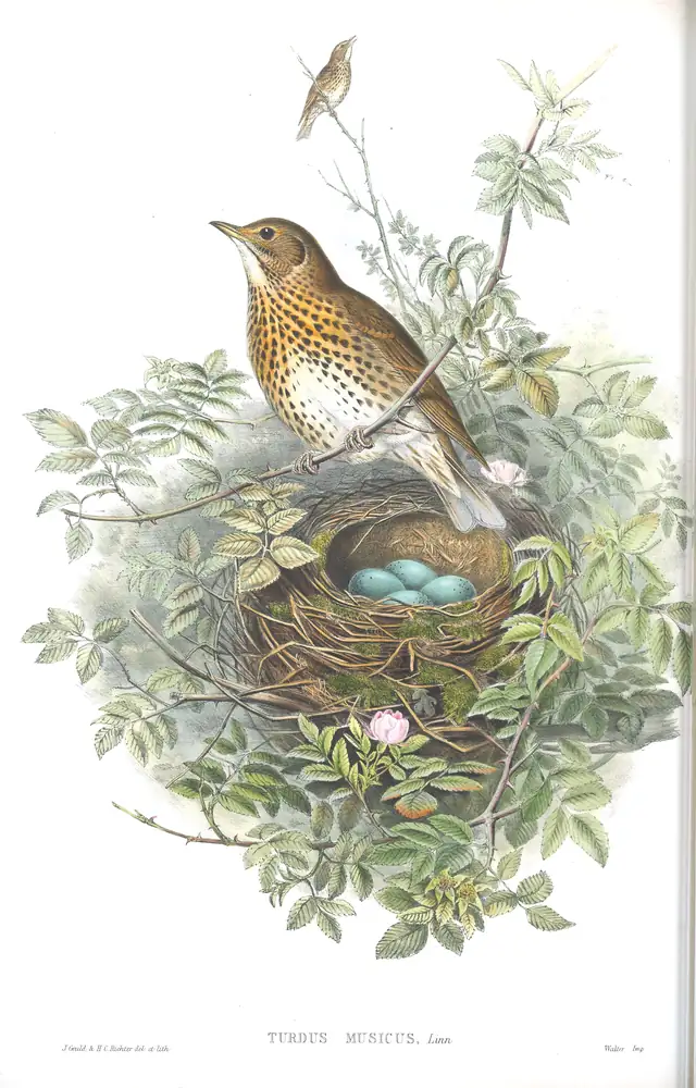 The whole sheet of volume II, plate 32, with its engraved caption