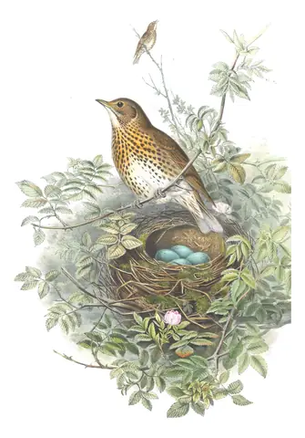 Volume II, plate 32 of Gould's The Birds of Great Britain: Song Thrush (Turdus philomelos)