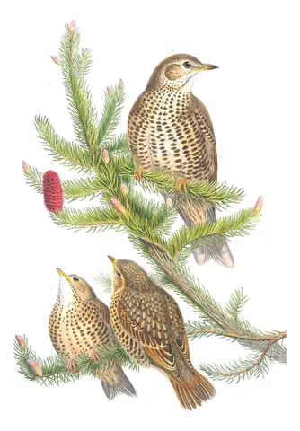 Volume II, plate 33 of Gould's The Birds of Great Britain: Mistle Thrush (Turdus viscivorus)