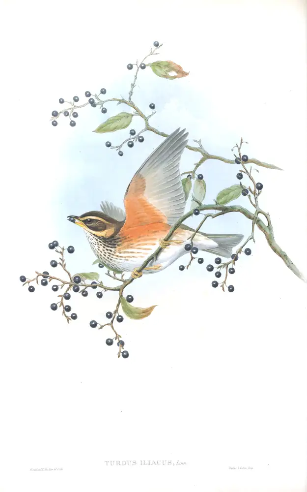 The whole sheet of volume II, plate 34, with its engraved caption