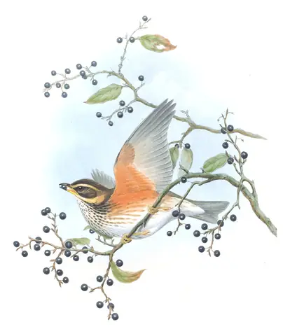 Volume II, plate 34 of Gould's The Birds of Great Britain: Redwing (Turdus iliacus)