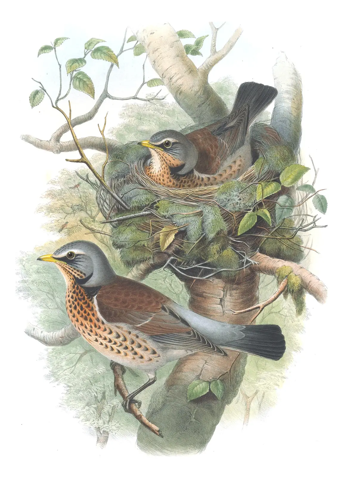 Volume II, plate 35 of Gould's The Birds of Great Britain: Fieldfare (Turdus pilaris)