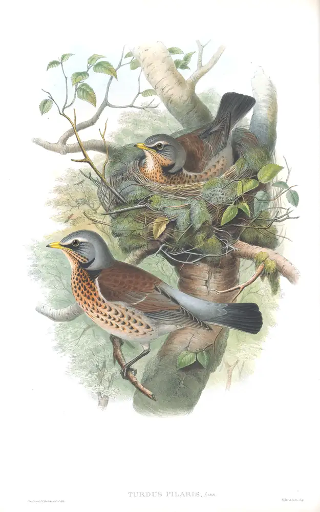 The whole sheet of volume II, plate 35, with its engraved caption