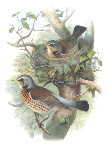 Volume II, plate 35 of Gould's The Birds of Great Britain: Fieldfare (Turdus pilaris)