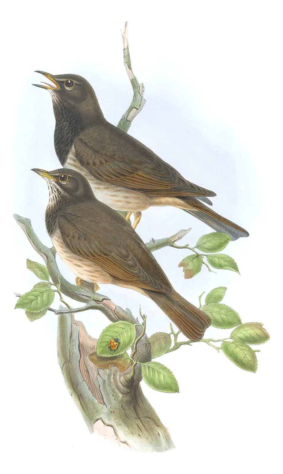 Volume II, plate 36 of Gould's The Birds of Great Britain: Black-throated Thrush (Turdus atrogularis)