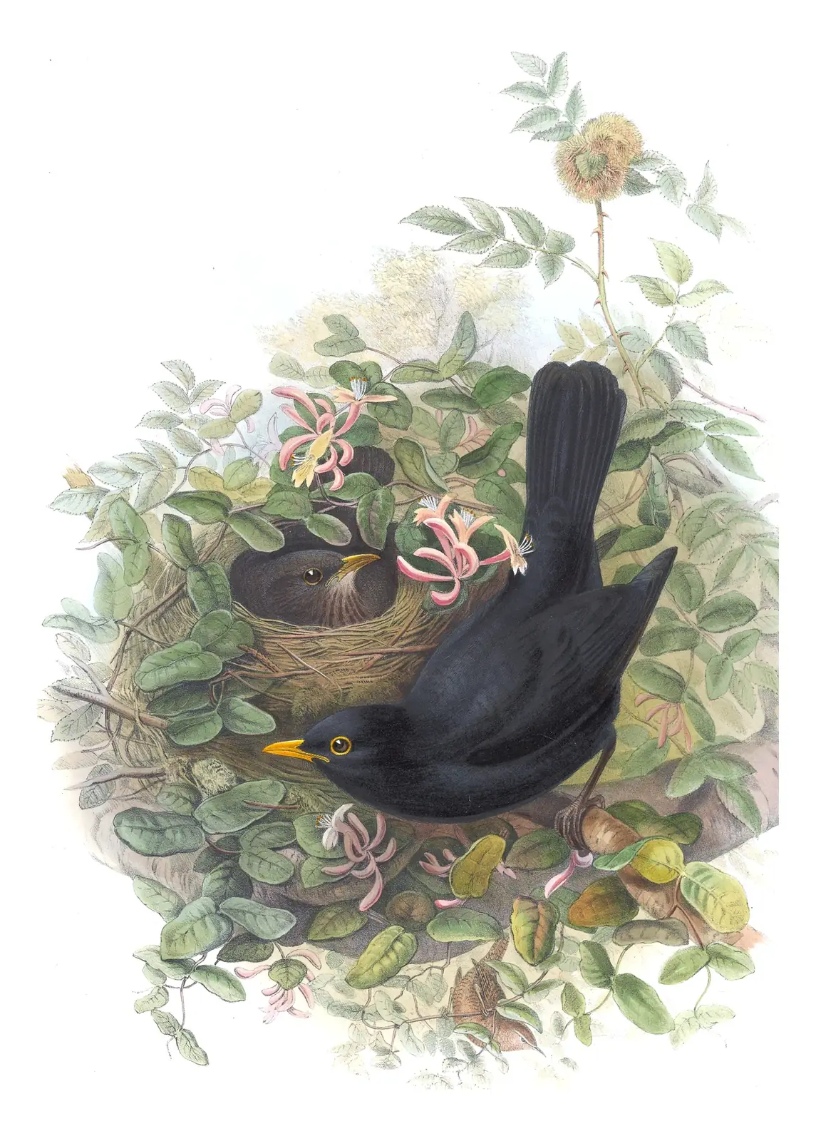 Volume II, plate 37 of Gould's The Birds of Great Britain: Eurasian Blackbird (Turdus merula)