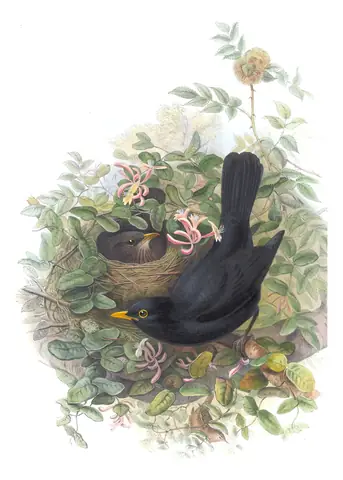 Volume II, plate 37 of Gould's The Birds of Great Britain: Eurasian Blackbird (Turdus merula)