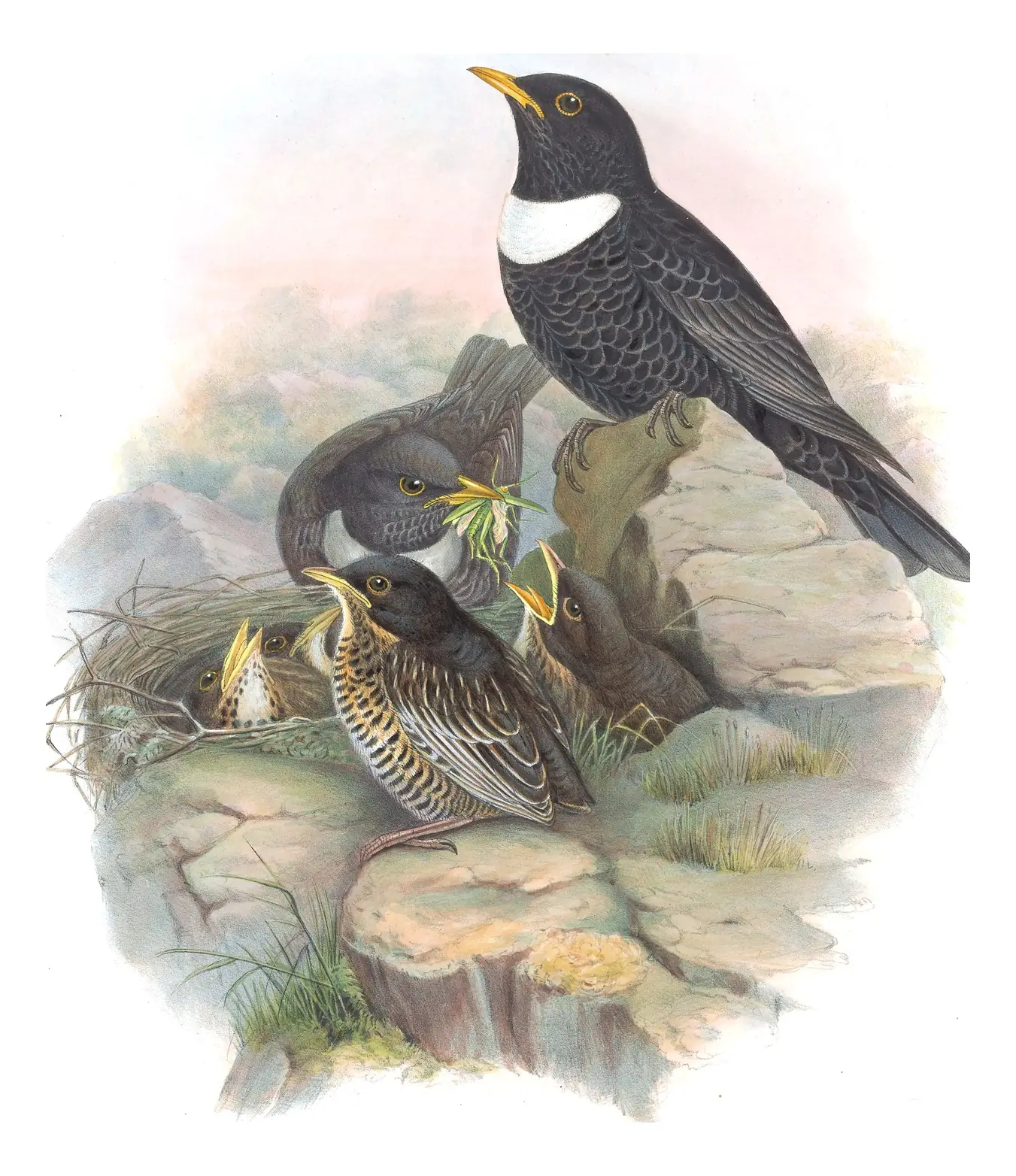 Volume II, plate 38 of Gould's The Birds of Great Britain: Ring Ouzel (Turdus torquatus)