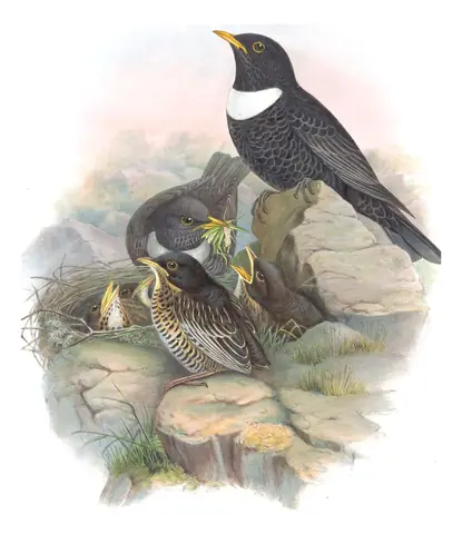 Volume II, plate 38 of Gould's The Birds of Great Britain: Ring Ouzel (Turdus torquatus)