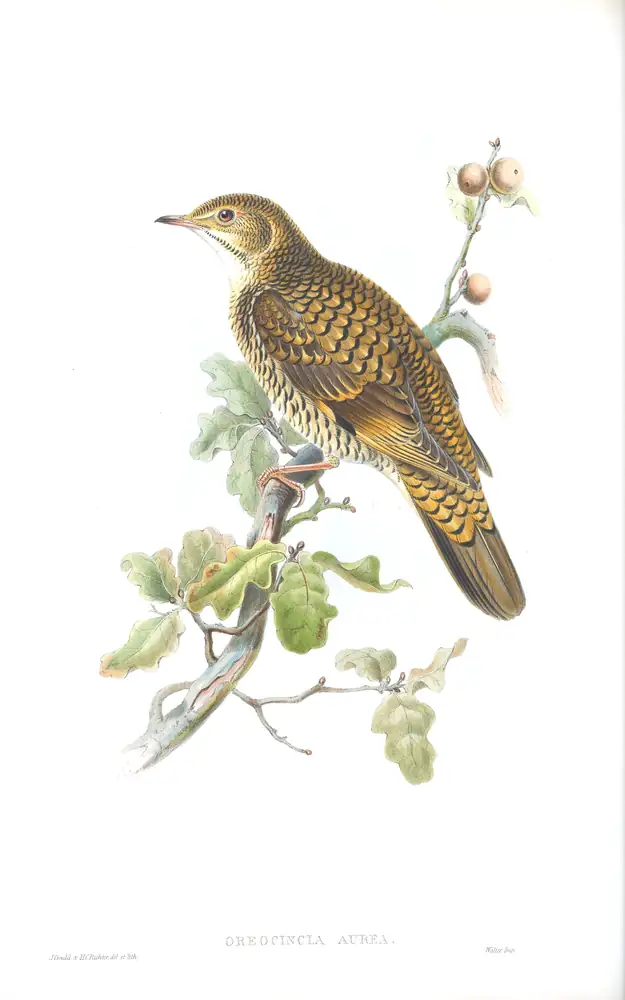 The whole sheet of volume II, plate 39, with its engraved caption