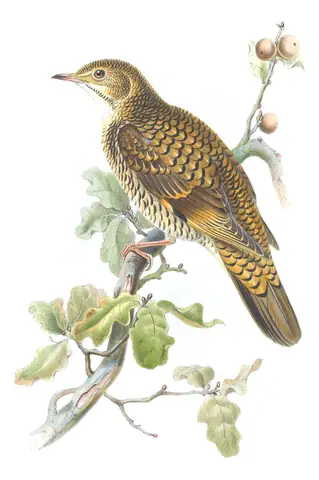 Volume II, plate 39 of Gould's The Birds of Great Britain: White's Thrush (Zoothera aurea)