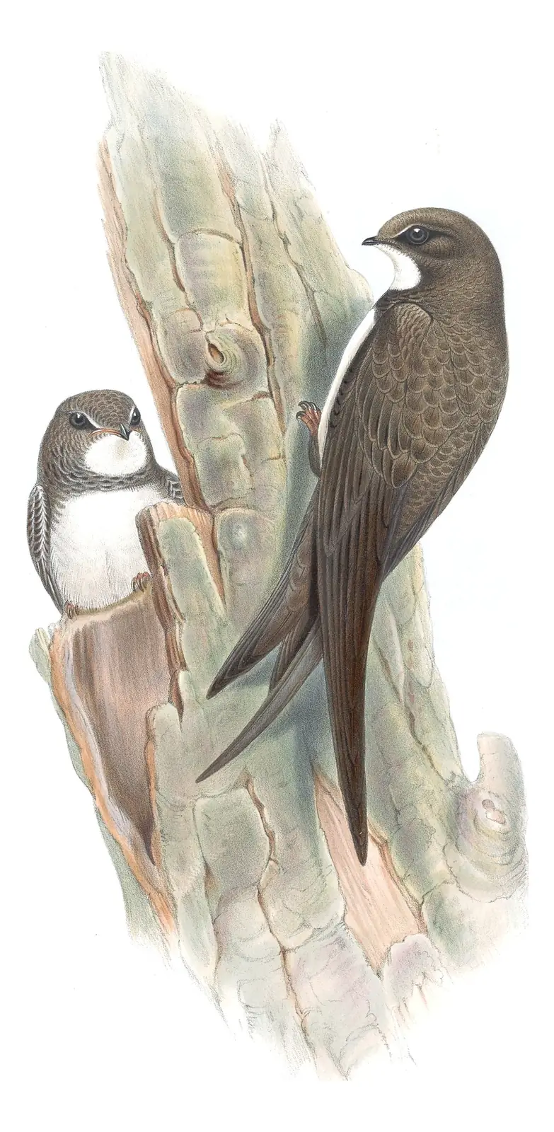 Volume II, plate 4 of Gould's The Birds of Great Britain: Alpine Swift (Tachymarptis melba)