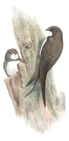 Volume II, plate 4 of Gould's The Birds of Great Britain: Alpine Swift (Tachymarptis melba)