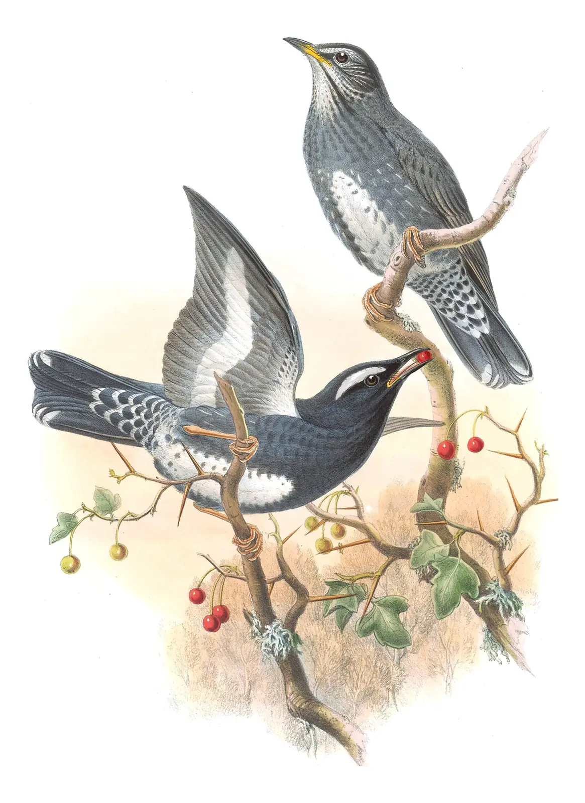 Volume II, plate 40 of Gould's The Birds of Great Britain: Siberian Thrush (Geokichla sibirica)