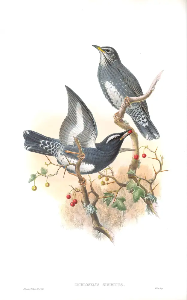 The whole sheet of volume II, plate 40, with its engraved caption