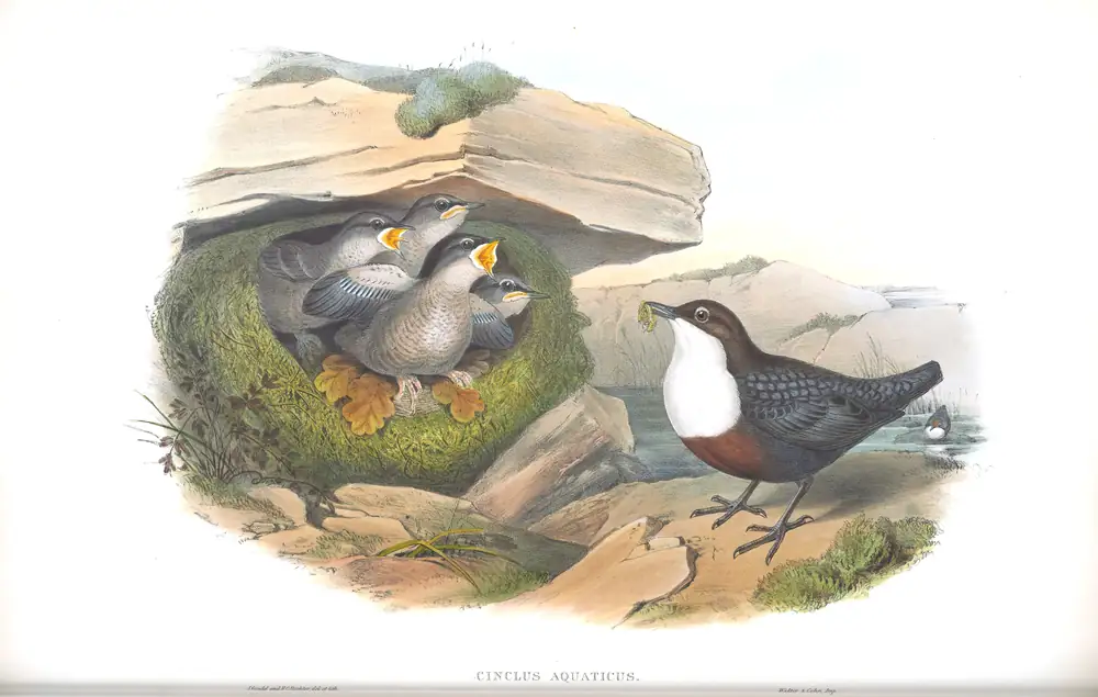 The whole sheet of volume II, plate 41, with its engraved caption