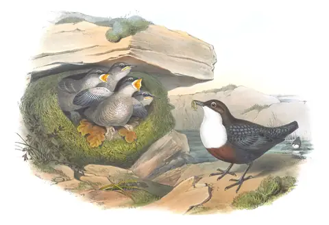 Volume II, plate 41 of Gould's The Birds of Great Britain: White-throated Dipper (Cinclus cinclus)