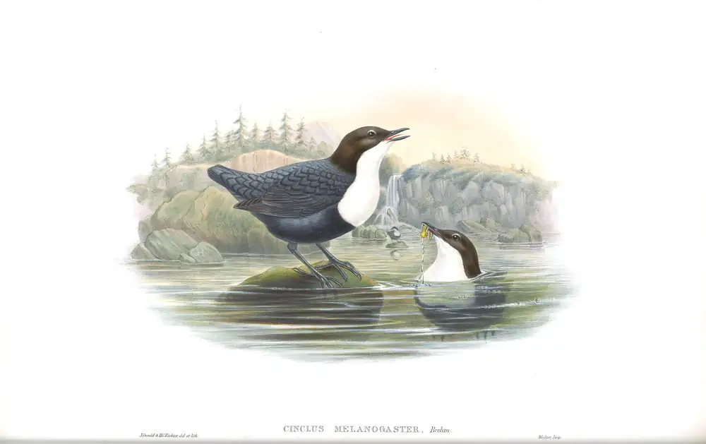 The whole sheet of volume II, plate 42, with its engraved caption