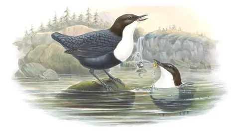 Volume II, plate 42 of Gould's The Birds of Great Britain: White-throated Dipper (Cinclus cinclus)