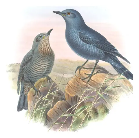 Volume II, plate 43 of Gould's The Birds of Great Britain: Blue Rock-Thrush (Monticola solitarius)