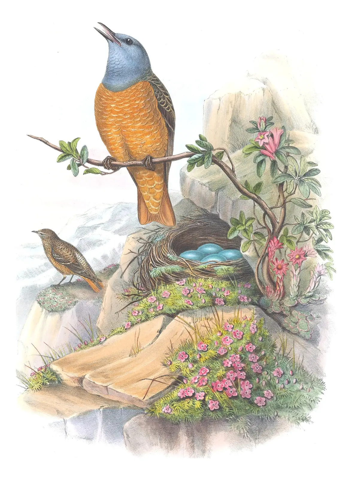 Volume II, plate 44 of Gould's The Birds of Great Britain: Rufous-tailed Rock-Thrush (Monticola saxatilis)