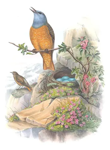 Volume II, plate 44 of Gould's The Birds of Great Britain: Rufous-tailed Rock-Thrush (Monticola saxatilis)