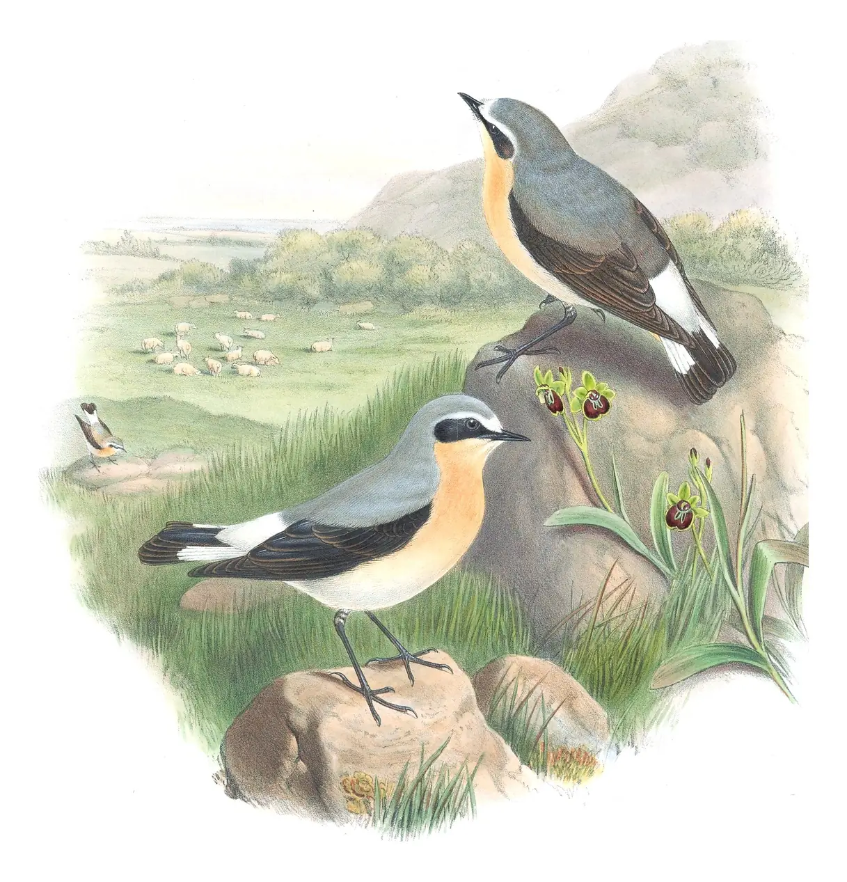 Volume II, plate 45 of Gould's The Birds of Great Britain: Northern Wheatear (Oenanthe oenanthe)
