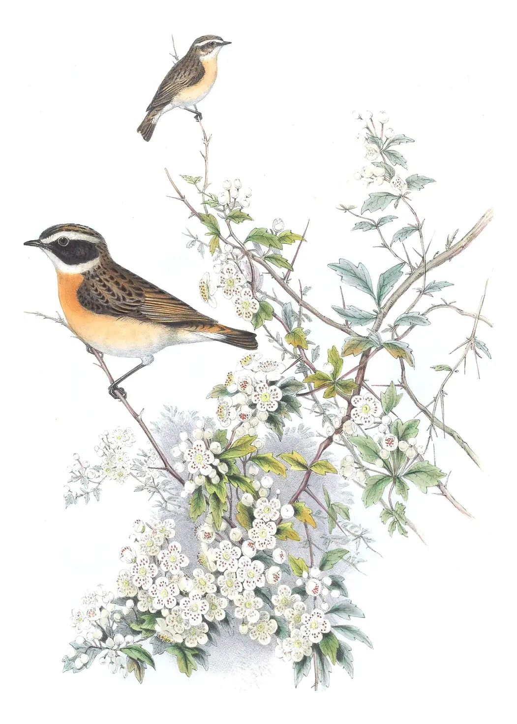 Volume II, plate 46 of Gould's The Birds of Great Britain: Whinchat (Saxicola rubetra)