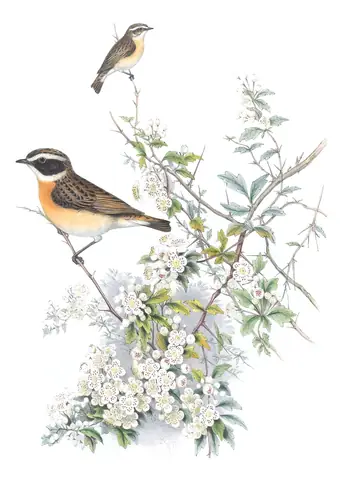 Volume II, plate 46 of Gould's The Birds of Great Britain: Whinchat (Saxicola rubetra)
