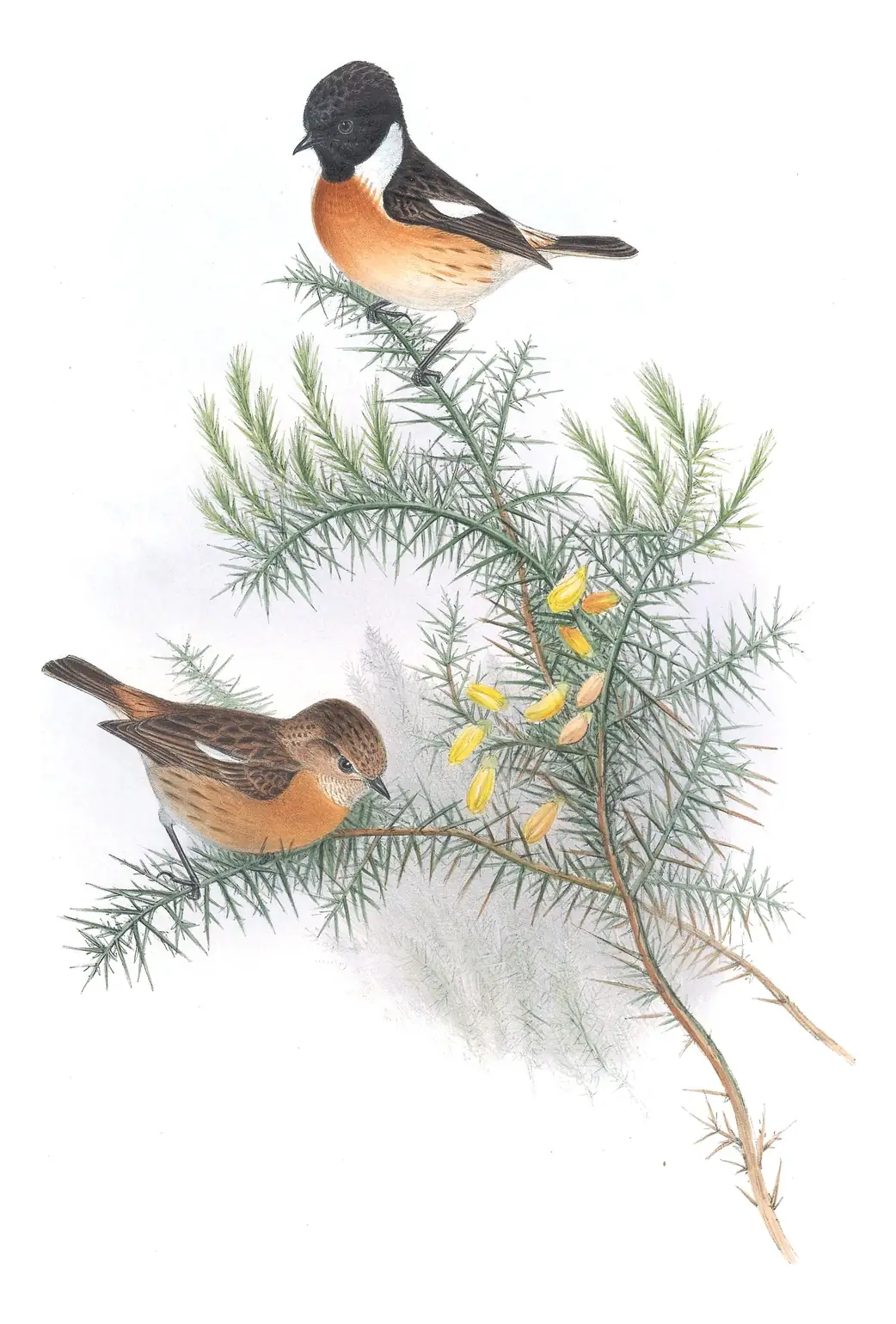 Volume II, plate 47 of Gould's The Birds of Great Britain: European Stonechat (Saxicola rubicola)