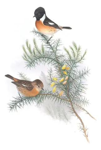 Volume II, plate 47 of Gould's The Birds of Great Britain: European Stonechat (Saxicola rubicola)
