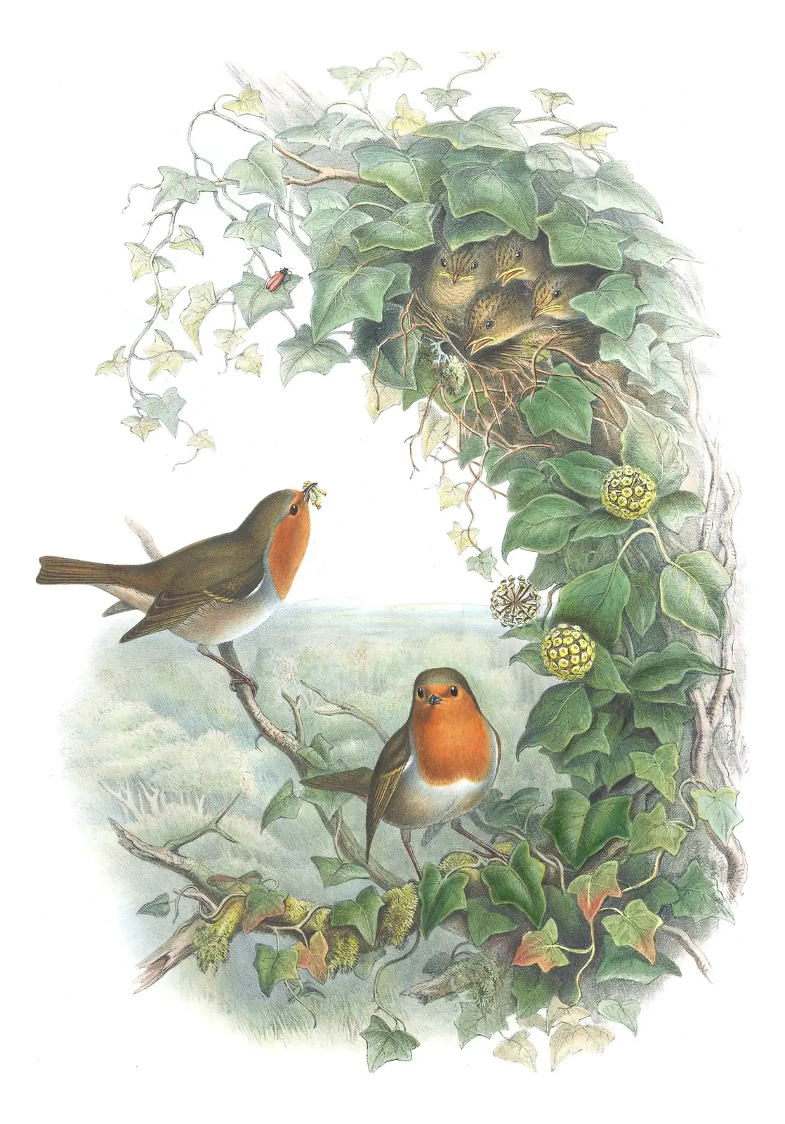 Volume II, plate 48 of Gould's The Birds of Great Britain: European Robin (Erithacus rubecula)
