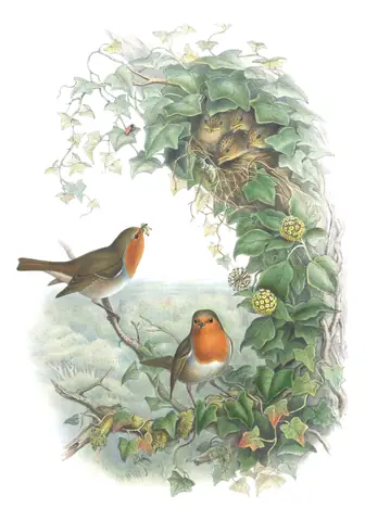 Volume II, plate 48 of Gould's The Birds of Great Britain: European Robin (Erithacus rubecula)