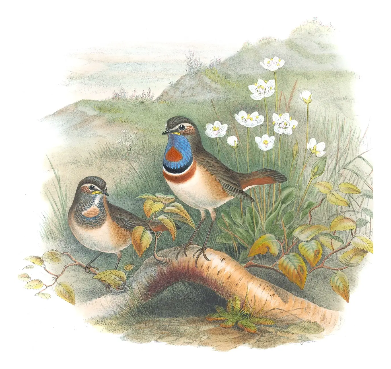 Volume II, plate 49 of Gould's The Birds of Great Britain: Bluethroat (Luscinia svecica)
