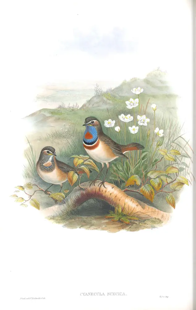 The whole sheet of volume II, plate 49, with its engraved caption