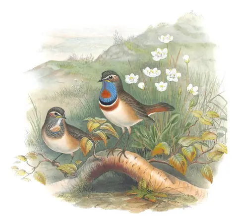 Volume II, plate 49 of Gould's The Birds of Great Britain: Bluethroat (Luscinia svecica)