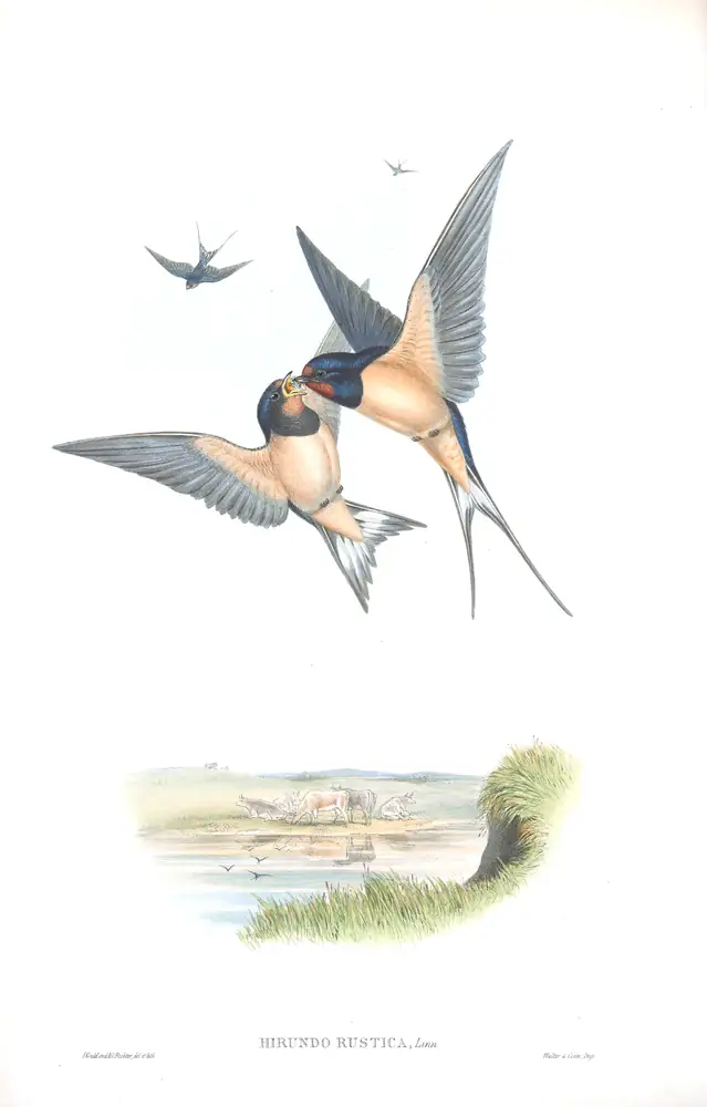 The whole sheet of volume II, plate 5, with its engraved caption