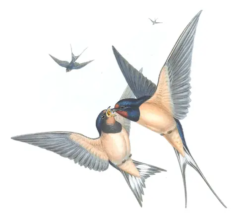 Volume II, plate 5 of Gould's The Birds of Great Britain: Barn Swallow (Hirundo rustica)