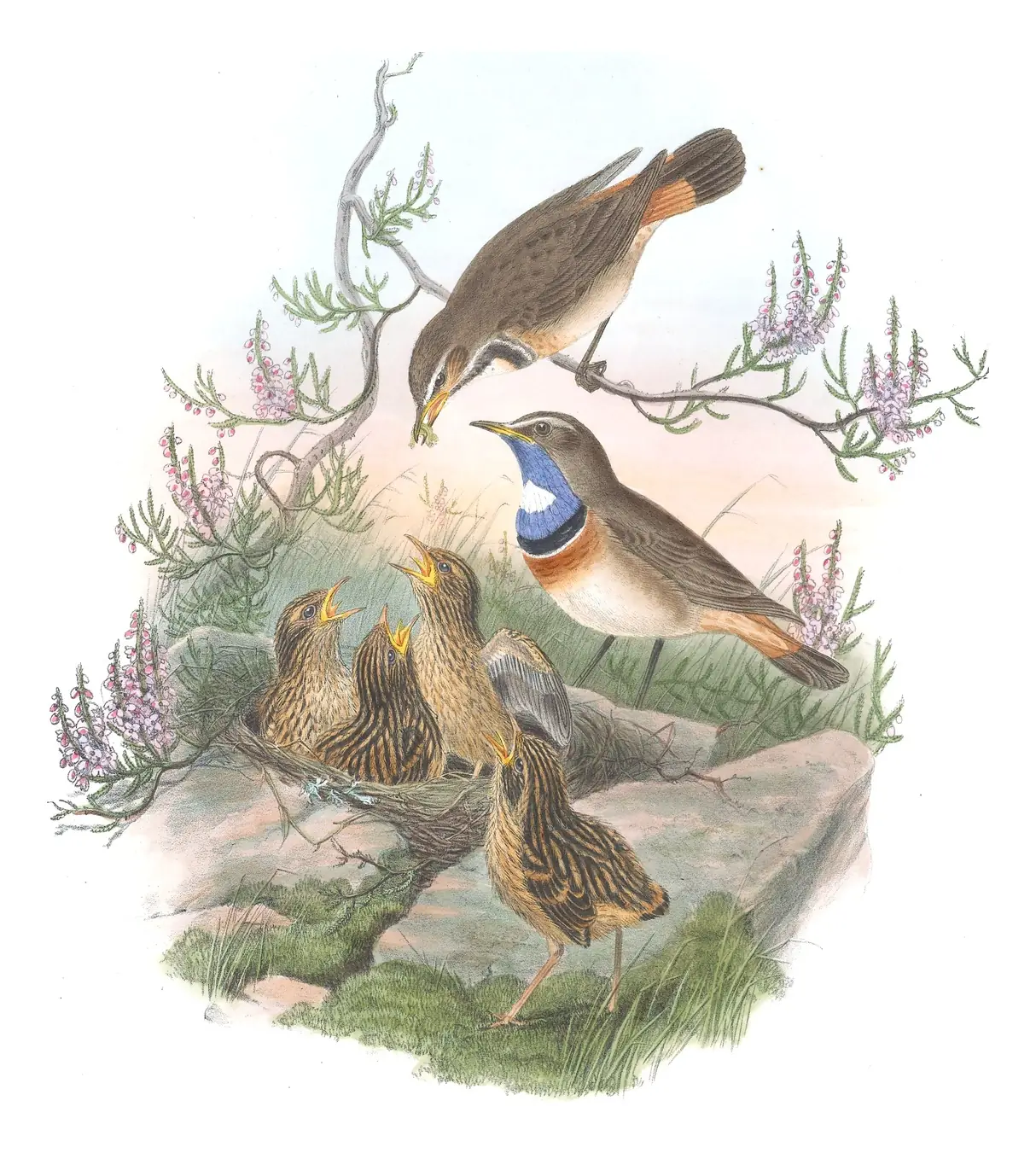 Volume II, plate 50 of Gould's The Birds of Great Britain: Bluethroat (Luscinia svecica)