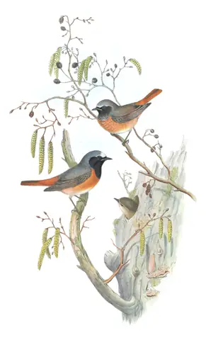 Volume II, plate 51 of Gould's The Birds of Great Britain: Common Redstart (Phoenicurus phoenicurus)