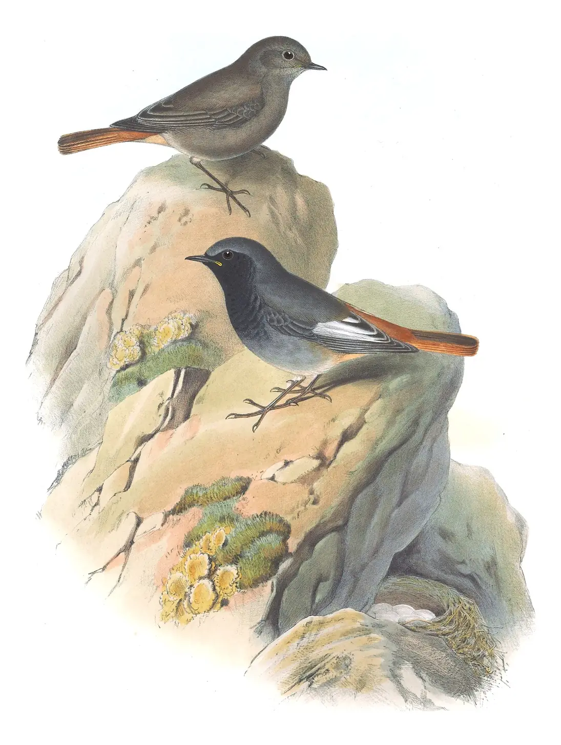 Volume II, plate 52 of Gould's The Birds of Great Britain: Black Redstart (Phoenicurus ochruros)