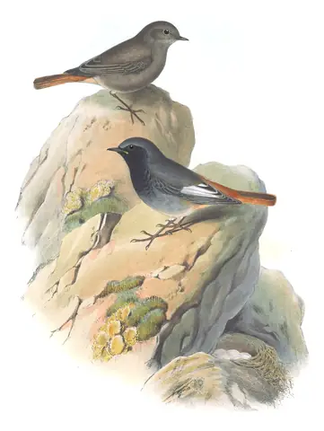 Volume II, plate 52 of Gould's The Birds of Great Britain: Black Redstart (Phoenicurus ochruros)