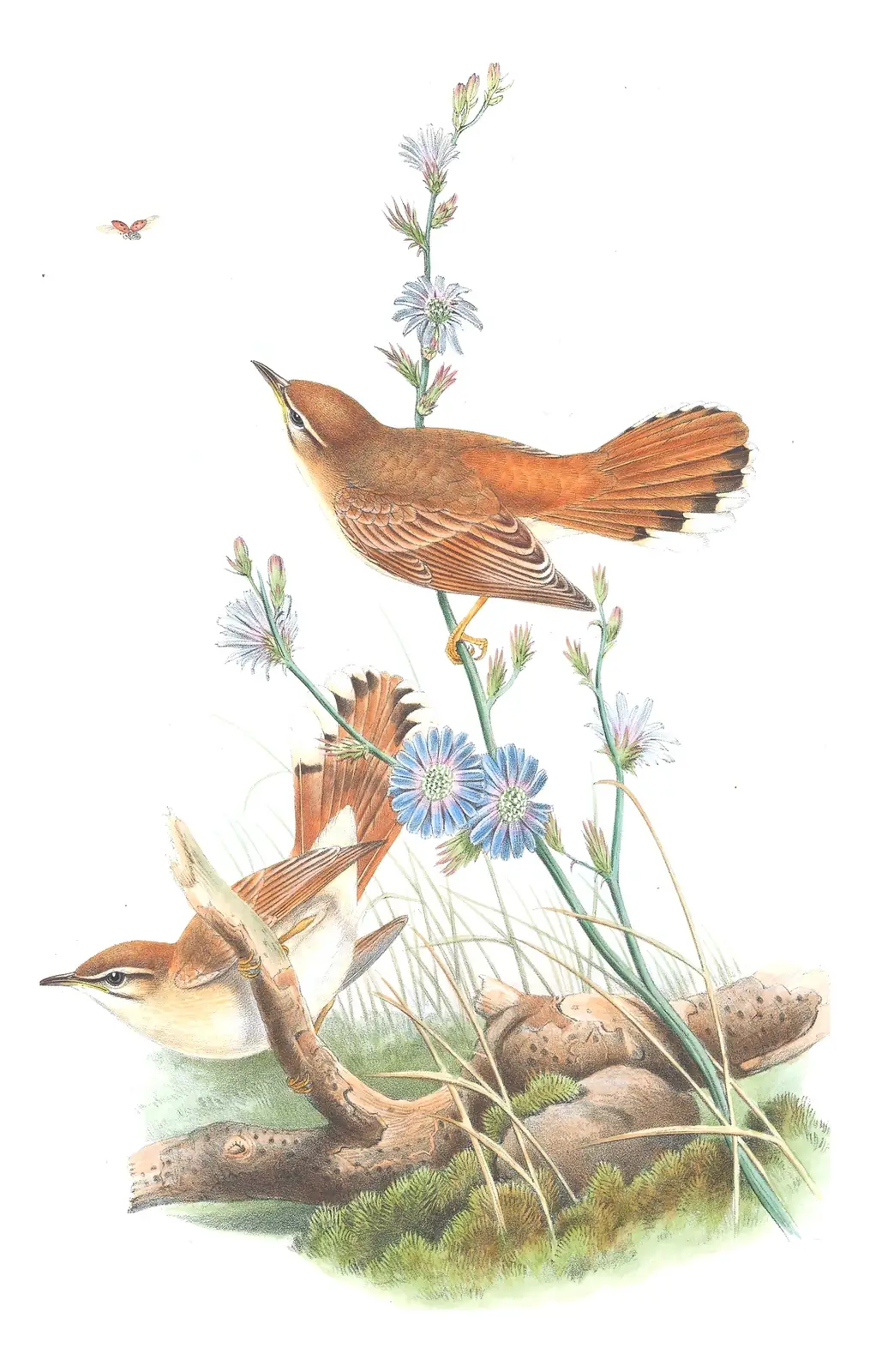 Volume II, plate 53 of Gould's The Birds of Great Britain: Rufous-tailed Scrub-Robin (Cercotrichas galactotes)