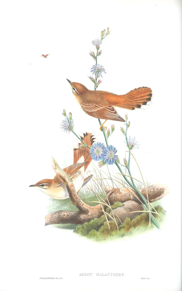 The whole sheet of volume II, plate 53, with its engraved caption