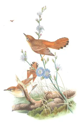 Volume II, plate 53 of Gould's The Birds of Great Britain: Rufous-tailed Scrub-Robin (Cercotrichas galactotes)