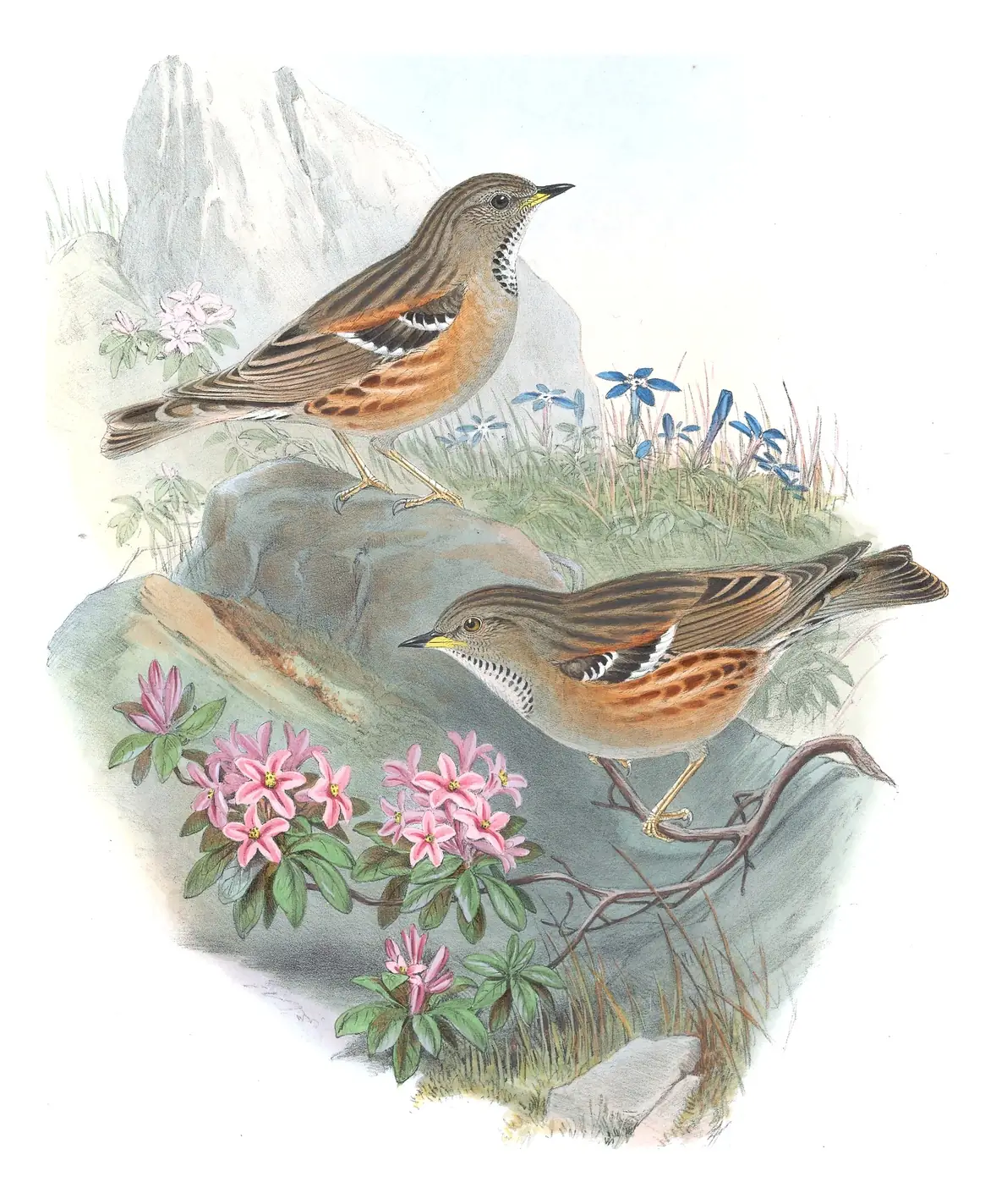 Volume II, plate 54 of Gould's The Birds of Great Britain: Alpine Accentor (Prunella collaris)
