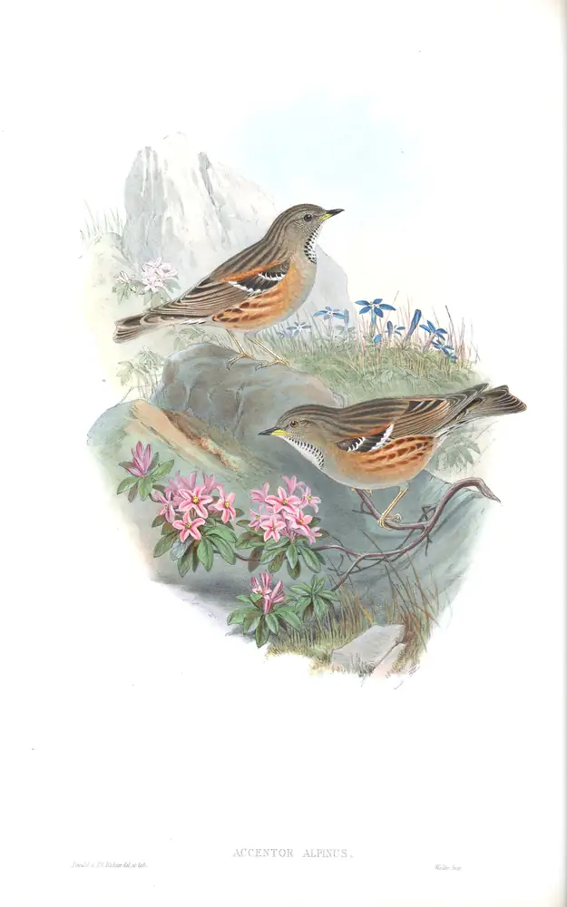 The whole sheet of volume II, plate 54, with its engraved caption