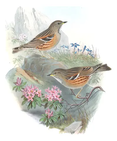 Volume II, plate 54 of Gould's The Birds of Great Britain: Alpine Accentor (Prunella collaris)